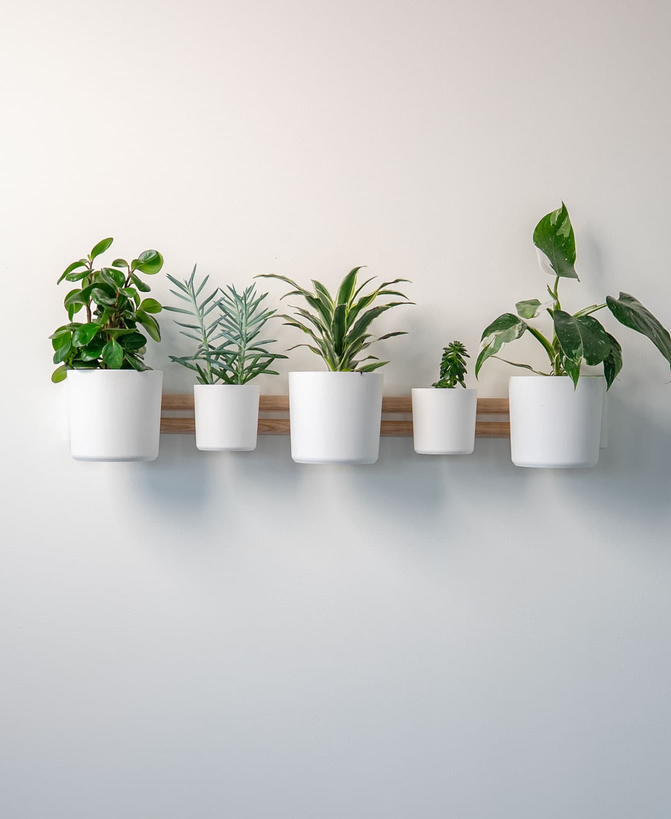 Horizontal rail — plant display